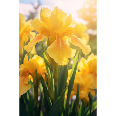 Tableau d'Iris Jaune